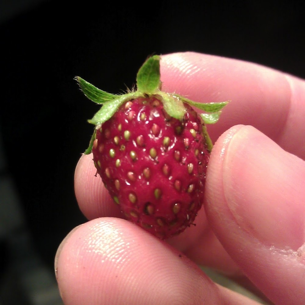 Meet your Posher, Laura